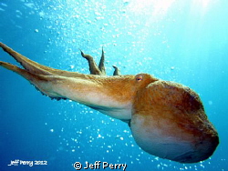 Octopus by Jeff Perry 